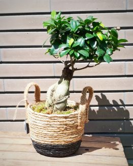ficus